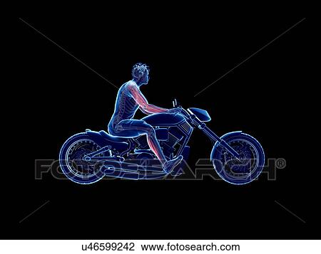 3d rendered illustration of a biker's muscles. View Large Photo Image Stock Image - 3d rendered illustration of a biker's muscles.. Fotosearch
