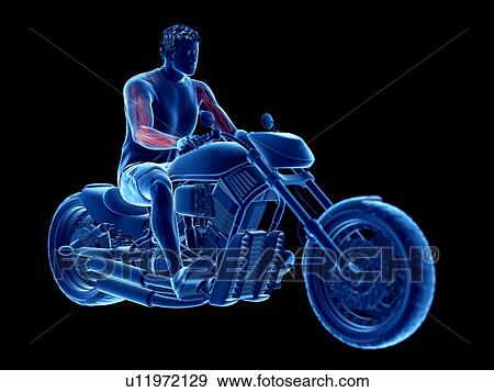 3d rendered illustration of a biker's muscles. View Large Photo Image Stock Photo - 3d rendered illustration of a biker's muscles.. Fotosearch