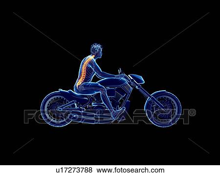 Stock Photo - 3d rendered illustration of a biker's spine.. Fotosearch