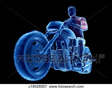 Stock Photo - 3d rendered illustration of a biker's muscles.. Fotosearch