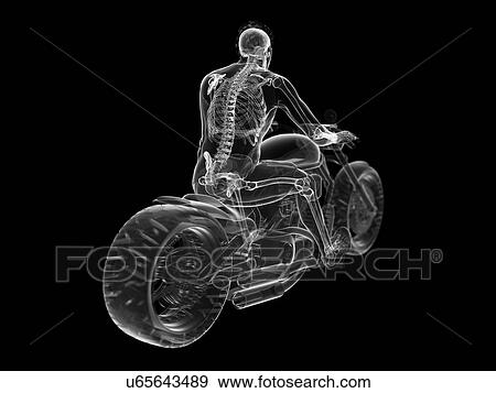 3d rendered illustration of a biker's skeleton. View Large Photo Image Stock Photo - 3d rendered illustration of a biker's skeleton.. Fotosearch