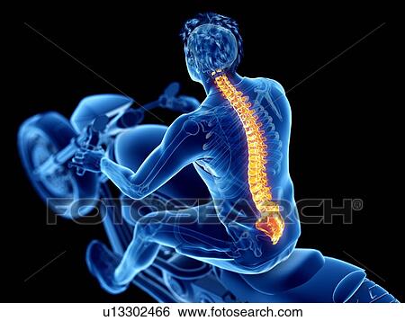 Stock Photograph - 3d rendered illustration of a biker's spine.. Fotosearch