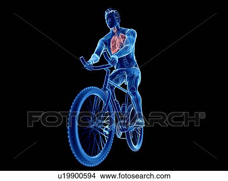 Picture - 3d rendered illustration of a cyclist's lung.. Fotosearch
