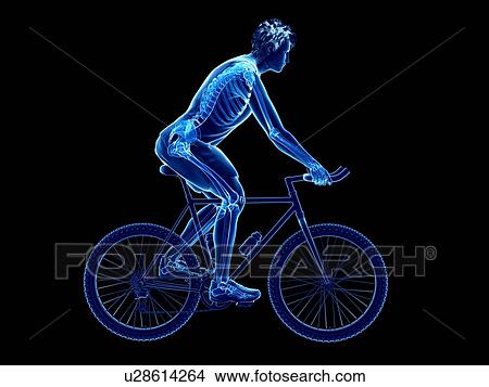 Picture - 3d rendered illustration of a cyclist's skeleton.. Fotosearch