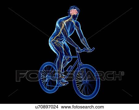 3d rendered illustration of a cyclist's brain. View Large Photo Image Picture - 3d rendered illustration of a cyclist's brain.. Fotosearch