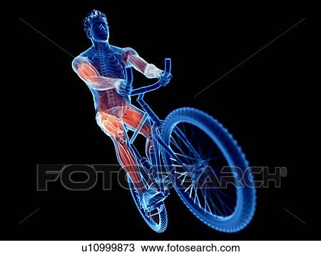 3d rendered illustration of a cyclist's muscles. View Large Photo Image Stock Image - 3d rendered illustration of a cyclist's muscles.. Fotosearch