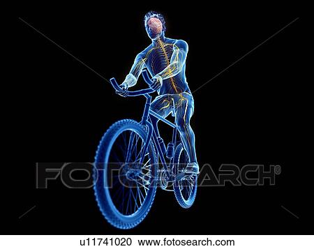 3d rendered illustration of a cyclist's brain. View Large Photo Image Stock Image - 3d rendered illustration of a cyclist's brain.. Fotosearch