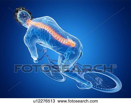 3d rendered illustration of a cyclist's spine. View Large Photo Image Stock Image - 3d rendered illustration of a cyclist's spine.. Fotosearch