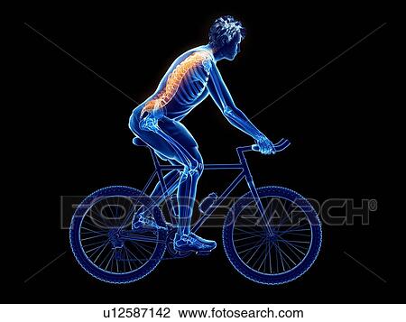 Stock Image - 3d rendered illustration of a cyclist's spine.. Fotosearch