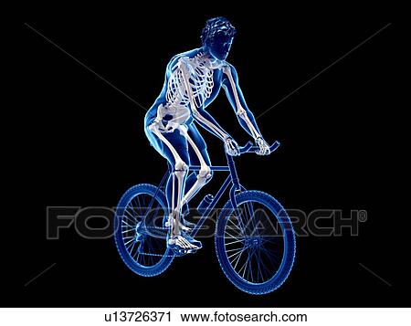 3d rendered illustration of a cyclist's skeleton. View Large Photo Image Stock Image - 3d rendered illustration of a cyclist's skeleton.. Fotosearch