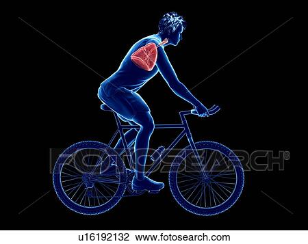 Stock Image - 3d rendered illustration of a cyclist's lung.. Fotosearch