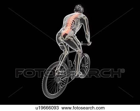 3d rendered illustration of a cyclist's spine. View Large Photo Image Stock Image - 3d rendered illustration of a cyclist's spine.. Fotosearch