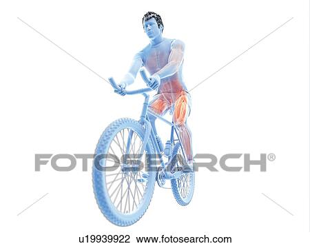 Stock Image - 3d rendered illustration of a cyclist's muscles.. Fotosearch