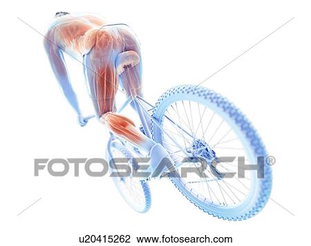 3d rendered illustration of a cyclist's muscles. View Large Photo Image Stock Image - 3d rendered illustration of a cyclist's muscles.. Fotosearch