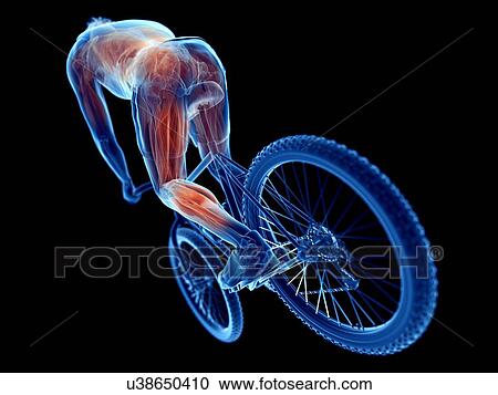 3d rendered illustration of a cyclist's muscles. View Large Photo Image Stock Image - 3d rendered illustration of a cyclist's muscles.. Fotosearch
