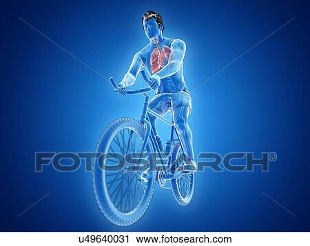 3d rendered illustration of a cyclist's lung. View Large Photo Image Stock Image - 3d rendered illustration of a cyclist's lung.. Fotosearch