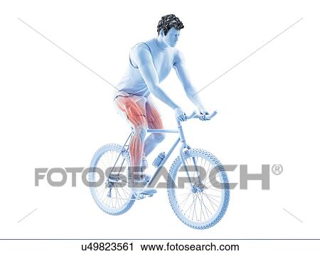 Stock Image - 3d rendered illustration of a cyclist's muscles.. Fotosearch