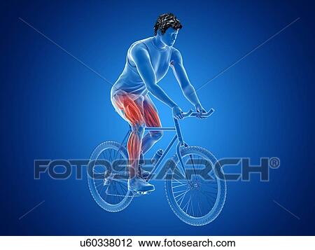 3d rendered illustration of a cyclist's muscles. View Large Photo Image Stock Image - 3d rendered illustration of a cyclist's muscles.. Fotosearch