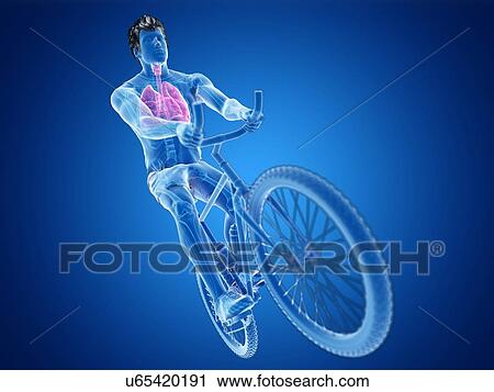 Stock Image - 3d rendered illustration of a cyclist's lung.. Fotosearch