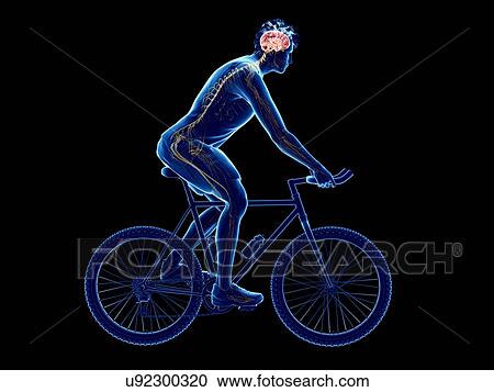 Stock Image - 3d rendered illustration of a cyclist's brain.. Fotosearch