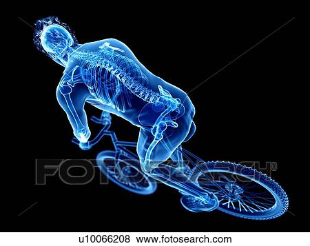 3d rendered illustration of a cyclist's skeleton. View Large Photo Image Stock Photo - 3d rendered illustration of a cyclist's skeleton.. Fotosearch