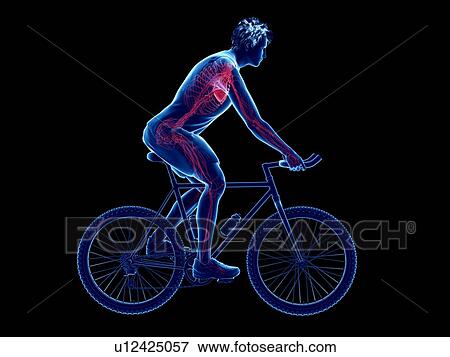 Stock Photo - 3d rendered illustration of a cyclist's heart.. Fotosearch