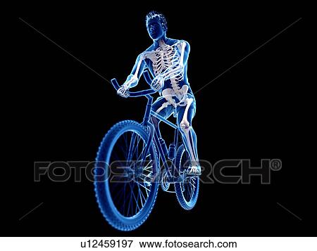 3d rendered illustration of a cyclist's skeleton. View Large Photo Image Stock Photo - 3d rendered illustration of a cyclist's skeleton.. Fotosearch
