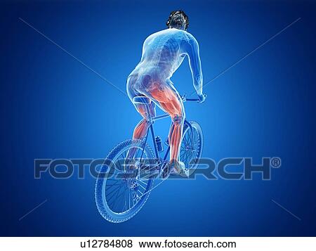 Stock Photo - 3d rendered illustration of a cyclist's muscles.. Fotosearch