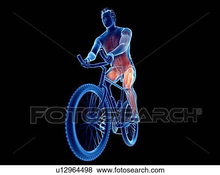 Stock Photo - 3d rendered illustration of a cyclist's muscles.. Fotosearch