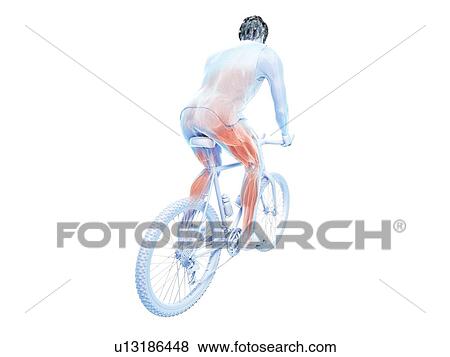 Stock Photo - 3d rendered illustration of a cyclist's muscles.. Fotosearch