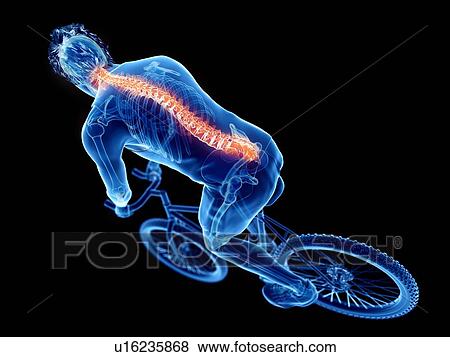 Stock Photo - 3d rendered illustration of a cyclist's spine.. Fotosearch