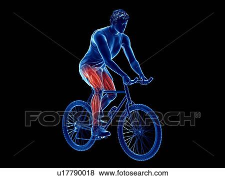 3d rendered illustration of a cyclist's muscles. View Large Photo Image Stock Photo - 3d rendered illustration of a cyclist's muscles.. Fotosearch
