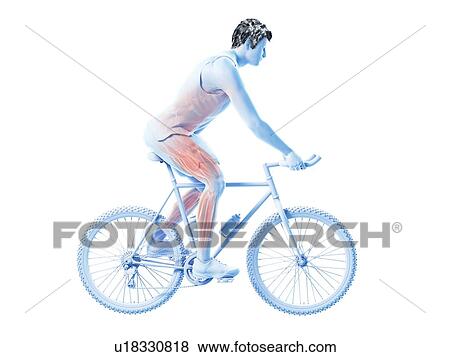 Stock Photo - 3d rendered illustration of a cyclist's muscles.. Fotosearch