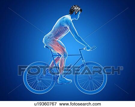 Stock Photo - 3d rendered illustration of a cyclist's muscles.. Fotosearch