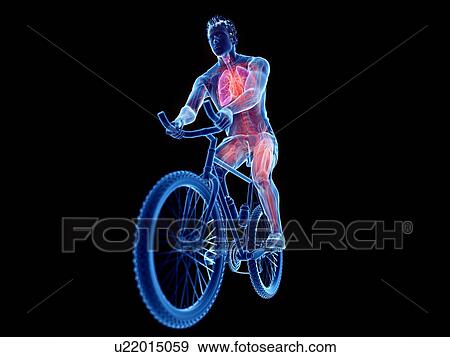 Stock Photo - 3d rendered illustration of a cyclist's anatomy.. Fotosearch