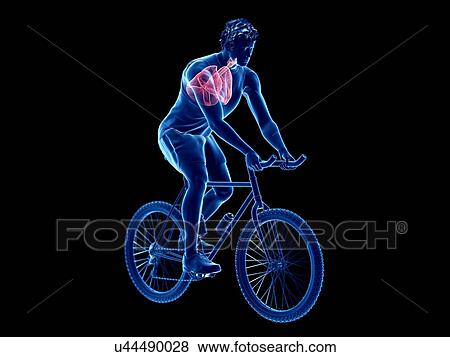3d rendered illustration of a cyclist's lung. View Large Photo Image Stock Photo - 3d rendered illustration of a cyclist's lung.. Fotosearch