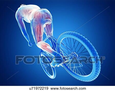 3d rendered illustration of a cyclist's muscles. View Large Photo Image Stock Photo - 3d rendered illustration of a cyclist's muscles.. Fotosearch