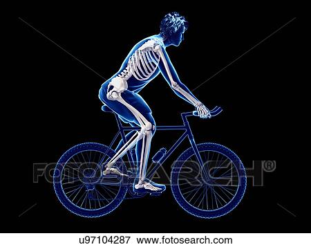 Stock Photo - 3d rendered illustration of a cyclist's skeleton.. Fotosearch