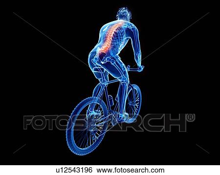 3d rendered illustration of a cyclist's spine. View Large Photo Image Stock Photograph - 3d rendered illustration of a cyclist's spine.. Fotosearch