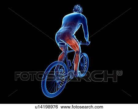 Stock Photograph - 3d rendered illustration of a cyclist's muscles.. Fotosearch