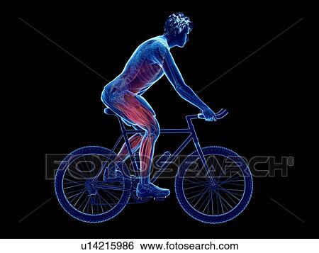Stock Photograph - 3d rendered illustration of a cyclist's muscles.. Fotosearch
