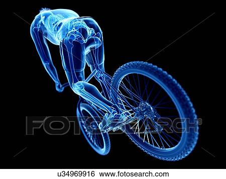 3d rendered illustration of a cyclist's skeleton. View Large Photo Image Stock Photograph - 3d rendered illustration of a cyclist's skeleton.. Fotosearch