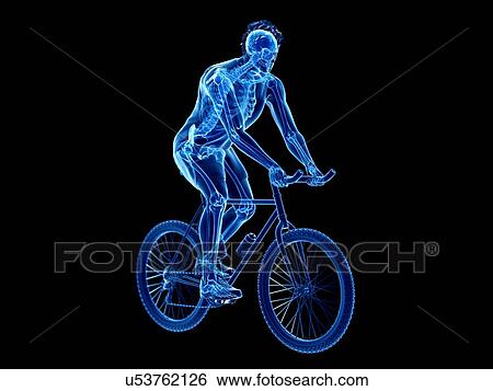 3d rendered illustration of a cyclist's skeleton. View Large Photo Image Stock Photograph - 3d rendered illustration of a cyclist's skeleton.. Fotosearch