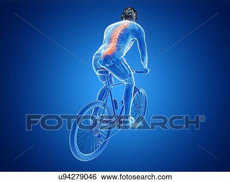 Stock Photograph - 3d rendered illustration of a cyclist's spine.. Fotosearch