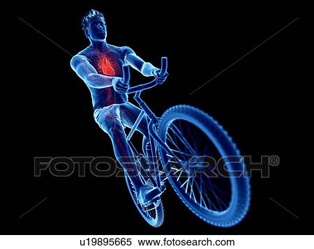3d rendered illustration of a cyclist's heart. View Large Photo Image Stock Photography - 3d rendered illustration of a cyclist's heart.. Fotosearch