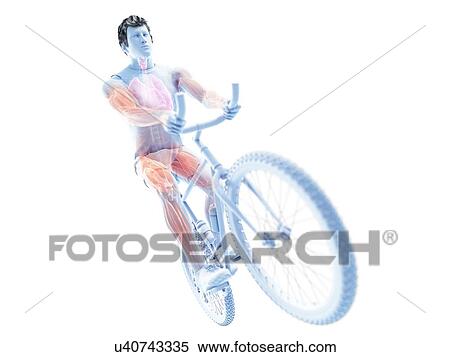 Stock Photography - 3d rendered illustration of a cyclist's muscles.. Fotosearch