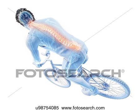 3d rendered illustration of a cyclist's spine. View Large Photo Image Stock Photography - 3d rendered illustration of a cyclist's spine.. Fotosearch