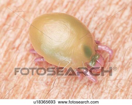 Stock Image - 3d rendered illustration of a dust mite.. Fotosearch