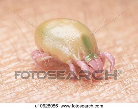 3d rendered illustration of a dust mite. View Large Photo Image Stock Photograph - 3d rendered illustration of a dust mite.. Fotosearch