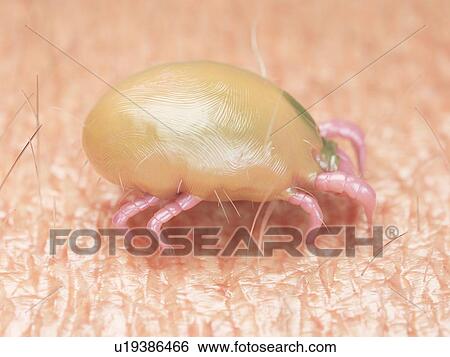 Stock Photograph - 3d rendered illustration of a dust mite.. Fotosearch